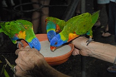 0116 Cairns Tropical Zoo